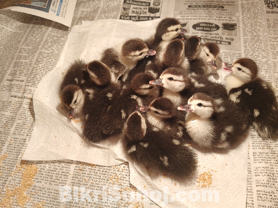 চি*না হাঁ*স